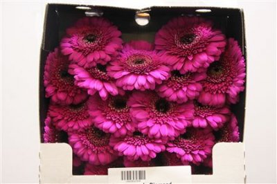 Gerbera Mi Diamond Neon