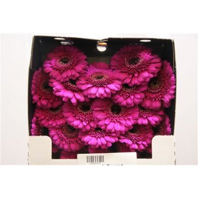 Gerbera Mi Diamond Neon