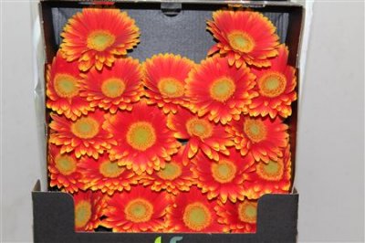 Gerbera Mi Diamond Newita