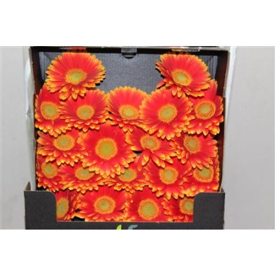 Gerbera Mi Diamond Newita