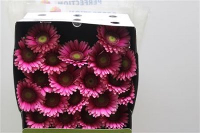 Gerbera Mi Diamond Nikkie