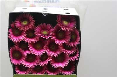 Gerbera Mi Diamond Nikkie