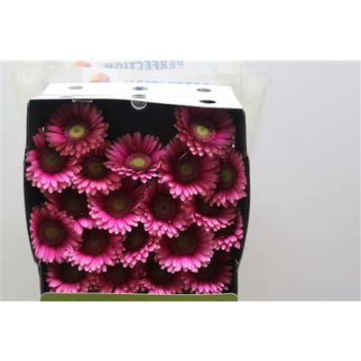 Gerbera Mi Diamond Nikkie