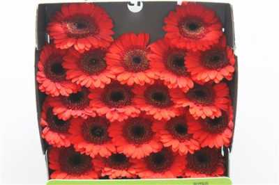 Gerbera Mi Diamond Nirvana