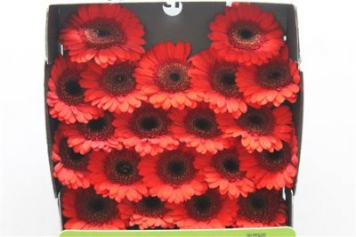 Gerbera Mi Diamond Nirvana