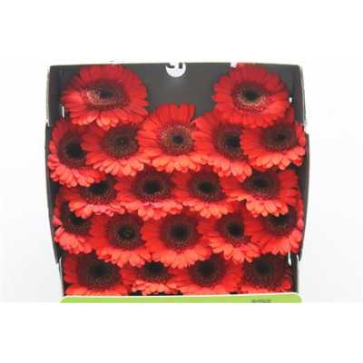 Gerbera Mi Diamond Nirvana