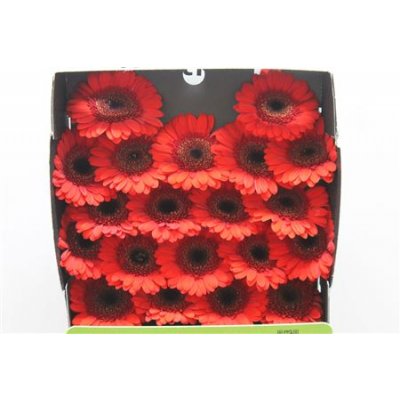 Gerbera Mi Diamond Nirvana