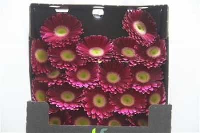 Gerbera Mi Diamond Noud