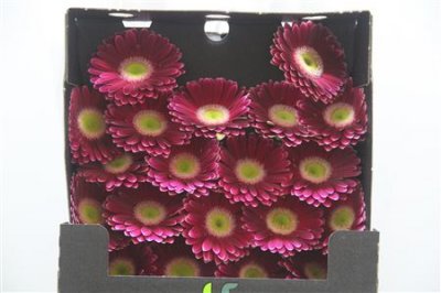 Gerbera Mi Diamond Noud