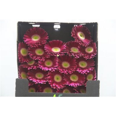 Gerbera Mi Diamond Noud