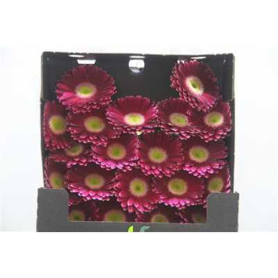 Gerbera Mi Diamond Noud