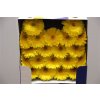 Gerbera Mi Diamond Okibana