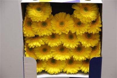 Gerbera Mi Diamond Okibana