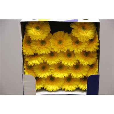 Gerbera Mi Diamond Okibana