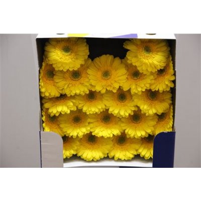 Gerbera Mi Diamond Okibana