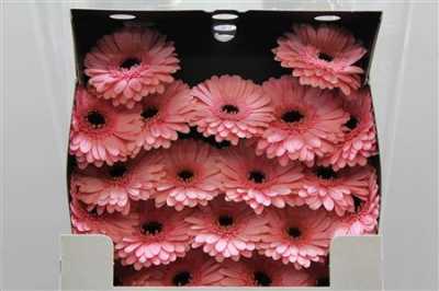 Gerbera Mi Diamond Petticoat