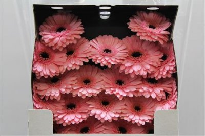 Gerbera Mi Diamond Petticoat