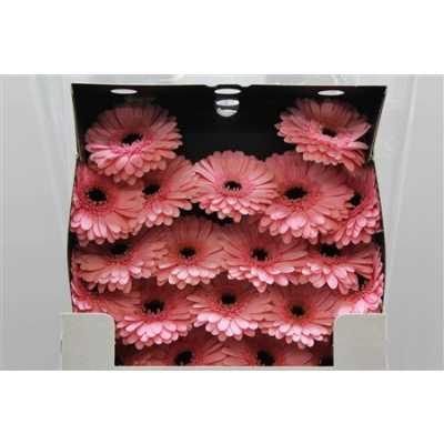 Gerbera Mi Diamond Petticoat