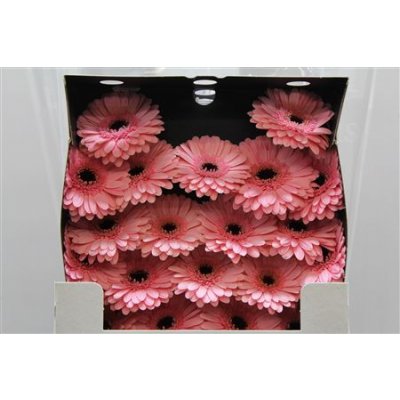 Gerbera Mi Diamond Petticoat