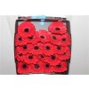 Gerbera Mi Diamond Picnic