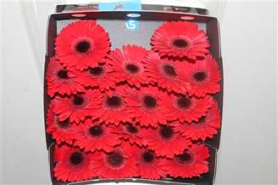 Gerbera Mi Diamond Picnic