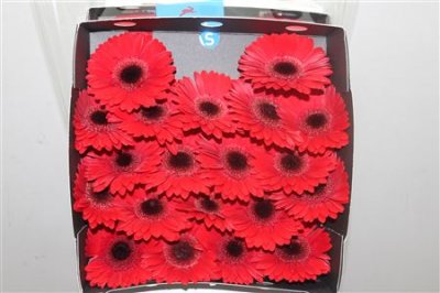 Gerbera Mi Diamond Picnic