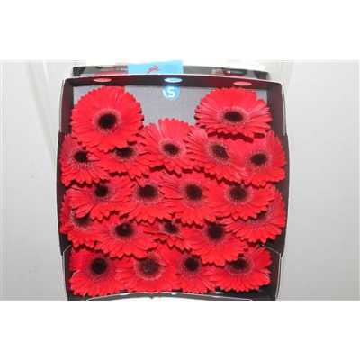 Gerbera Mi Diamond Picnic