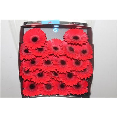 Gerbera Mi Diamond Picnic
