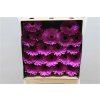 Gerbera Mi Diamond Picture Perfect