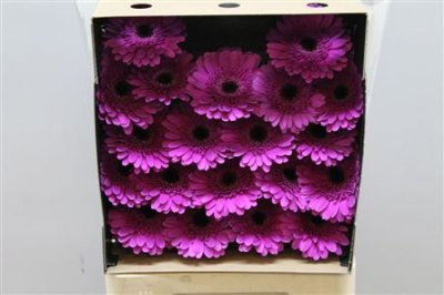 Gerbera Mi Diamond Picture Perfect