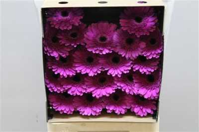 Gerbera Mi Diamond Picture Perfect