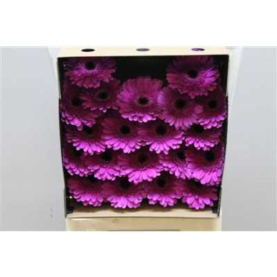 Gerbera Mi Diamond Picture Perfect