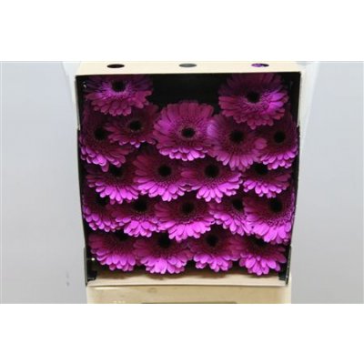 Gerbera Mi Diamond Picture Perfect