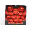 Gerbera Mi Diamond Pomponi Amore