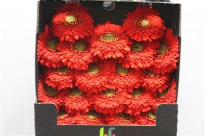 Gerbera Mi Diamond Pomponi Amore