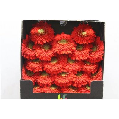 Gerbera Mi Diamond Pomponi Amore
