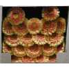 Gerbera Mi Diamond Pomponi Bebob
