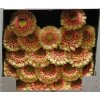 Gerbera Mi Diamond Pomponi Bebob