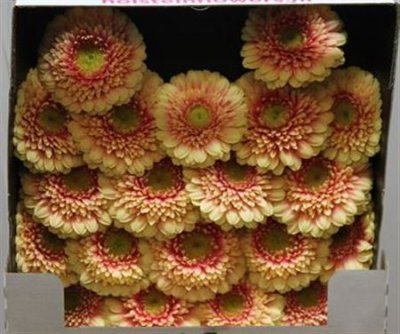 Gerbera Mi Diamond Pomponi Bebob