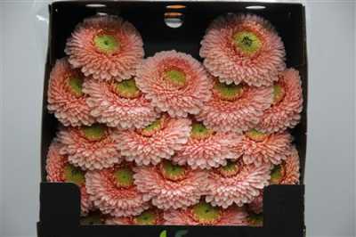 Gerbera Mi Diamond Pomponi Belfi