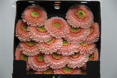 Gerbera Mi Diamond Pomponi Belfi