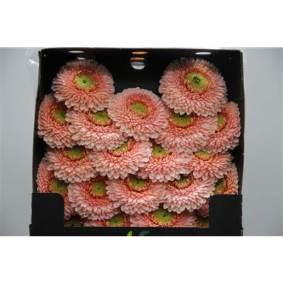 Gerbera Mi Diamond Pomponi Belfi