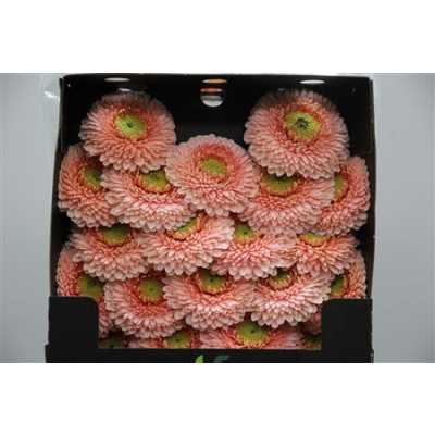 Gerbera Mi Diamond Pomponi Belfi