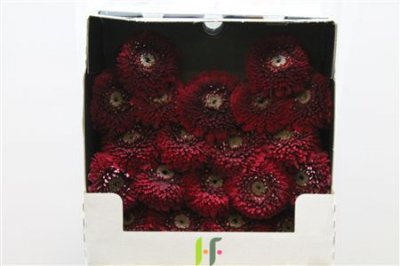 Gerbera Mi Diamond Pomponi Black Pearl