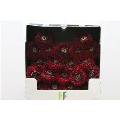 Gerbera Mi Diamond Pomponi Black Pearl