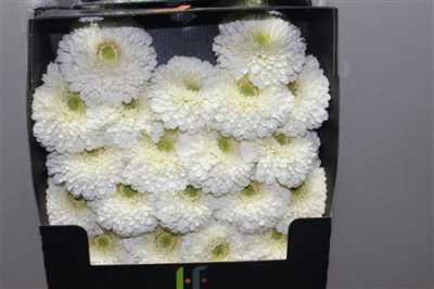 Gerbera Mi Diamond Pomponi Blanco