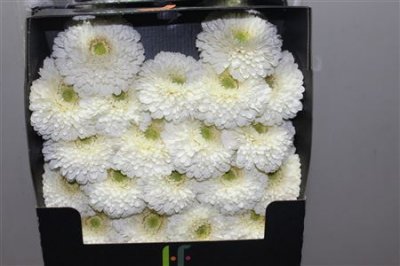 Gerbera Mi Diamond Pomponi Blanco