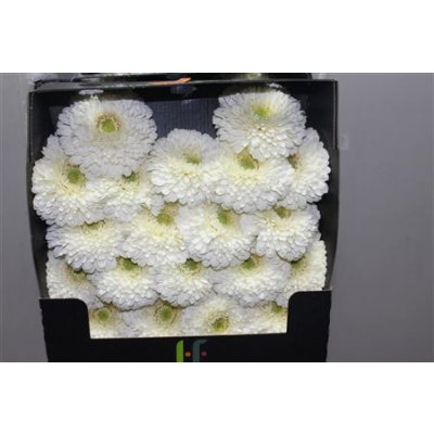 Gerbera Mi Diamond Pomponi Blanco