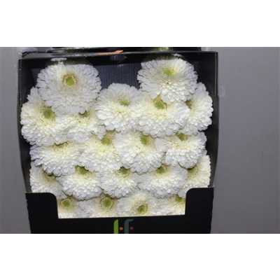 Gerbera Mi Diamond Pomponi Blanco