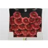 Gerbera Mi Diamond Pomponi Bokito